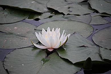 KK官方对战平台 怀旧专区福利送不停，快和老友一起重回洛丹伦的夏天！